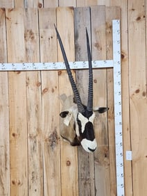 African Gemsbok Shoulder Mount Taxidermy