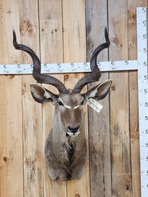 African Kudu Shoulder Mount Taxidermy