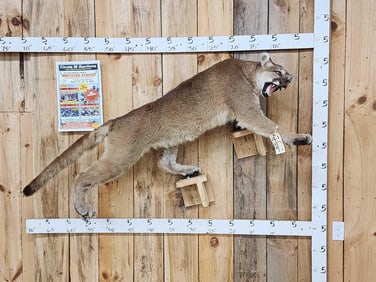 Mountain Lion Cougar Full Body Taxidermy Mount