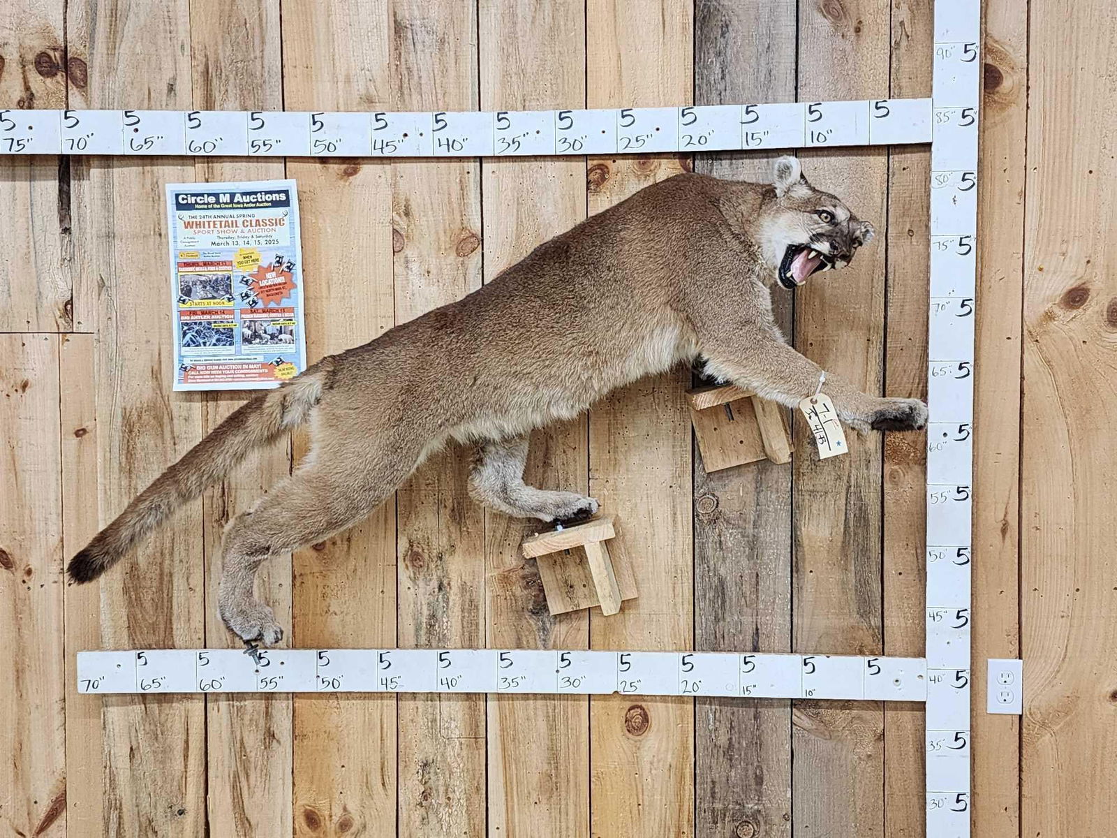 Mountain Lion Cougar Full Body Taxidermy Mount (1 of 4)