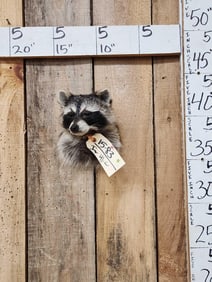 Raccoon Shoulder Mount Taxidermy