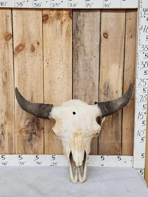 BIG American Bison Buffalo Skull Taxidermy