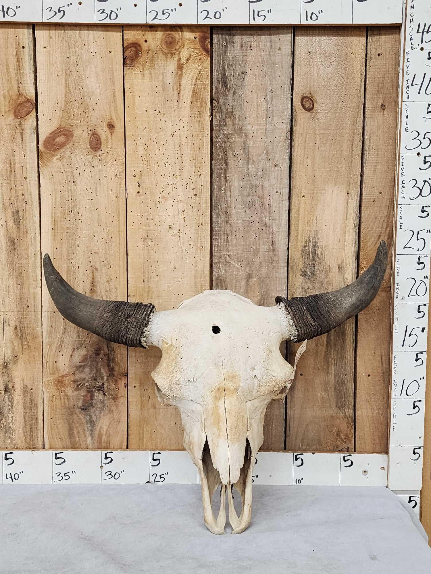 BIG American Bison Buffalo Skull Taxidermy (1 of 3)