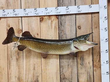 31" Northern Pike Real Skin Fish Taxidermy