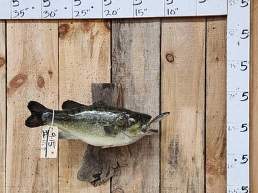 21" Largemouth Bass Real Skin Fish Taxidermy
