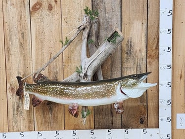43" Northern Pike Real Skin Fish Taxidermy