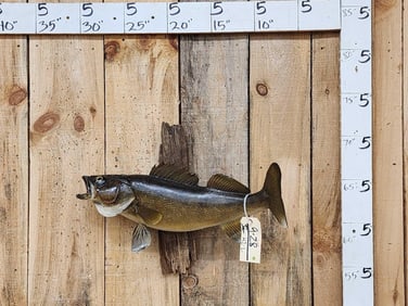 25" Walleye Real Skin Fish Taxidermy