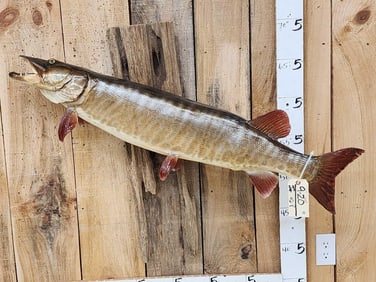 43" Muskie Real Skin Fish Taxidermy