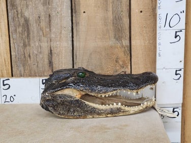 Taxidermy Alligator Head