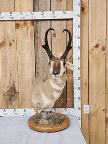Pronghorn Antelope Table Top Pedestal Taxidermy Mount