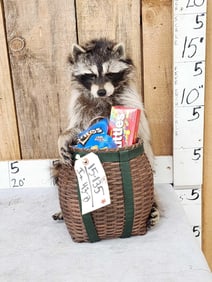 Raccoon Raiding A Snack Basket Taxidermy