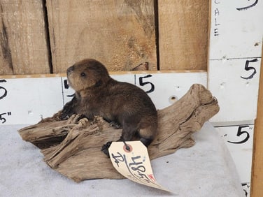 Baby Beaver Relaxing On Driftwood Taxidermy