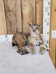 Bobcat Full Body Taxidermy Mount