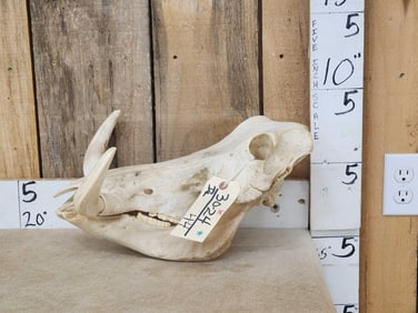 African Warthog Skull Taxidermy