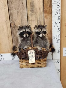 2 Raccoons Raiding A Picnic Basket Taxidermy