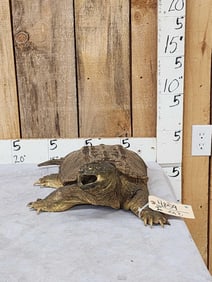 Snapping Turtle Full Body Taxidermy Mount