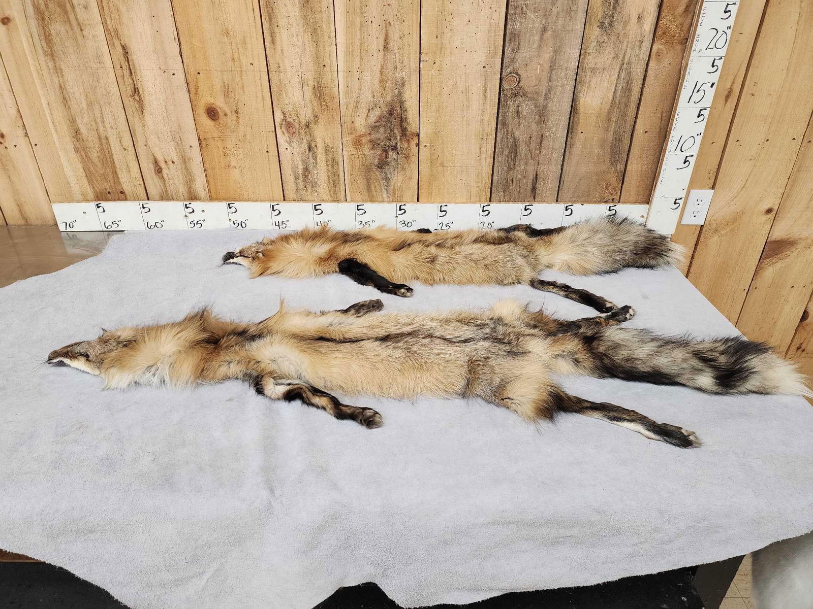 2 Ranch Cross Fox Soft Tanned Furs Taxidermy (1 of 4)