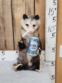 Naughty Opossum Taxidermy