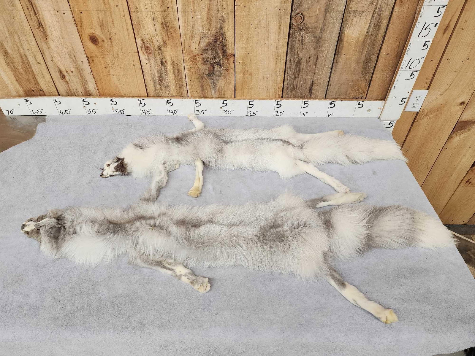 2 Marble Ranch Fox Soft Tanned Furs Taxidermy: 56.12 Thick soft fur big bushy tails feet intact great colors