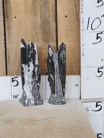 Pair Of Orthoceras Fossilized Squid Towers