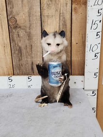 Naughty Opossum Taxidermy Mount