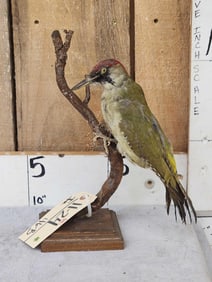 Eurasian Green Woodpecker Full Body Bird Taxidermy