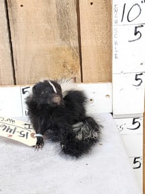 Baby Skunk Full Body Taxidermy Mount