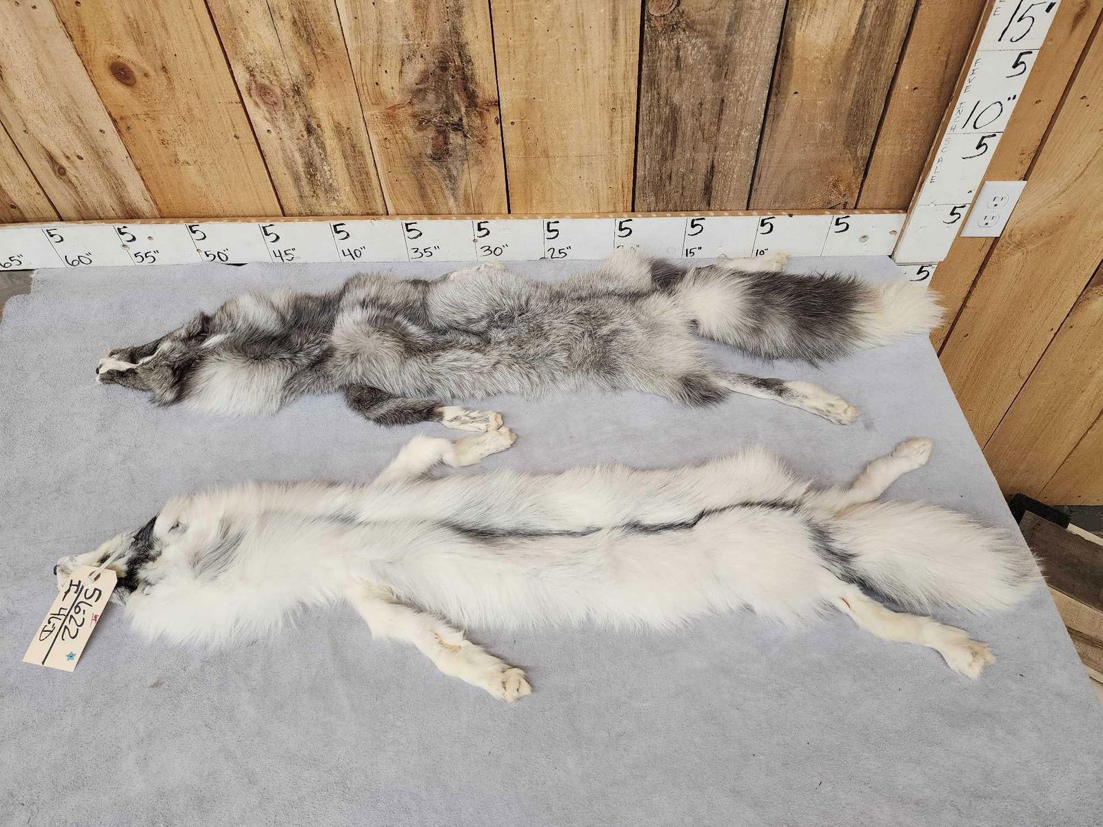 2 Marble Ranch Fox Soft Tanned Furs Taxidermy (1 of 4)