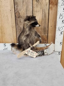 Raccoon In A Birch Bark Canoe Taxidermy