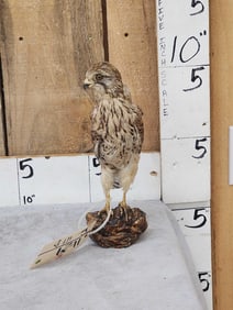 Lesser Kestrel Full Body Bird Taxidermy