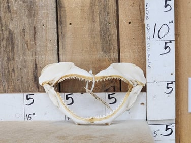 Mako Shark Jaws Taxidermy