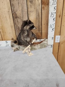 Raccoon In A Birch Bark Canoe Taxidermy