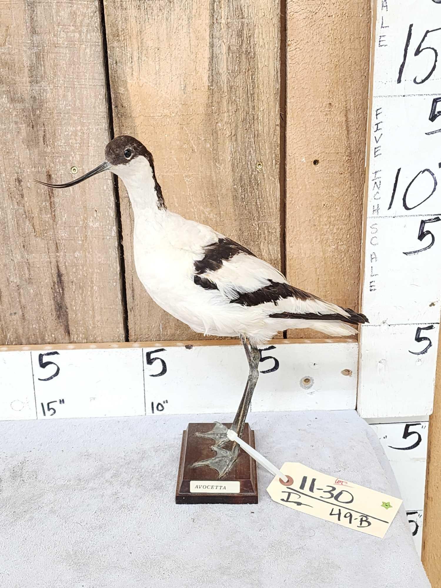 Pied Avocet Full Body Bird Taxidermy: 11.30 Vintage mount probably retired museum piece nice condition Europe Palearctic Asia Russia