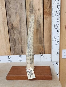 Reproduction Scrimshawed Walrus Tusk
