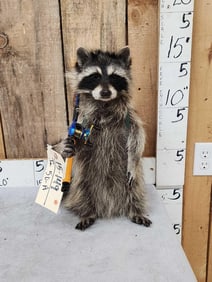 Raccoon Going Fishing Taxidermy