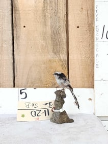 Long Tailed Tit Full Body Bird Taxidermy