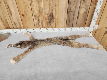 Alaskan Lynx Soft Tanned Fur Taxidermy