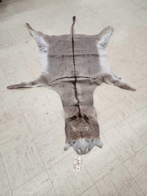 Tanned Donkey Skin Taxidermy