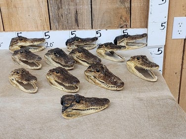 Group Of 12 Taxidermy Alligator Heads