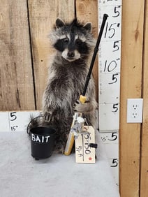 Raccoon Going Fishing Taxidermy