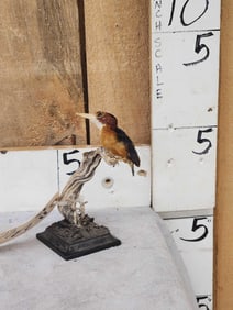 African Pygmy Kingfisher Bird Taxidermy
