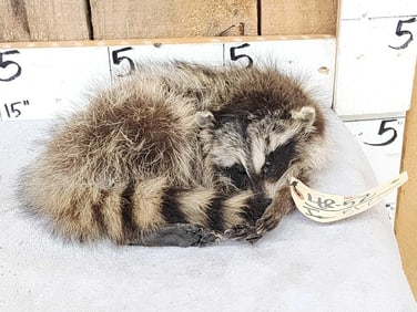 Juvenile Raccoon Curled Up For A Nap Taxidermy