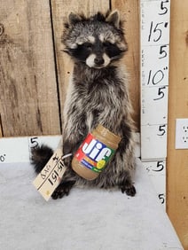 Raccoon Eating Peanut Butter Taxidermy