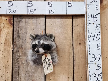 Raccoon Shoulder Mount Taxidermy