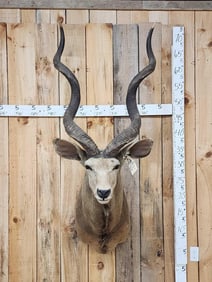 African Kudu Shoulder Mount Taxidermy