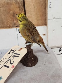 Eurasian Yellowhammer Full Body Bird Taxidermy