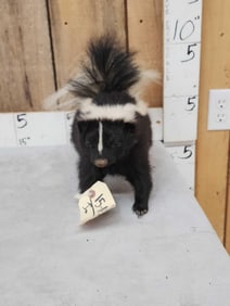Skunk Full Body Taxidermy Mount