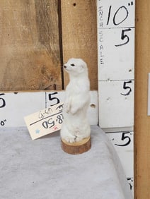White Weasel Full Body Taxidermy Mount