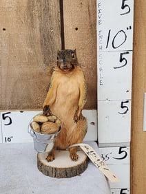 Squirrel Gathering Nuts Taxidermy