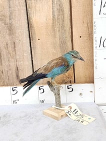 European Roller Full Body Bird Taxidermy